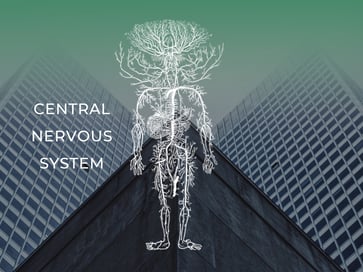 Central Nervous System